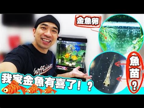 金魚懷孕怎麼看|【金魚懷孕怎麼看】金魚懷孕怎麼看？快速掌握懷孕的三大徵兆！